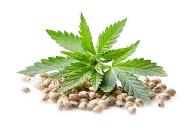 All Power to Hemp Seed Oil: Nature’s Secret to Radiant Health